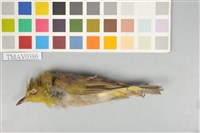 藏品(綠繡眼)的圖片